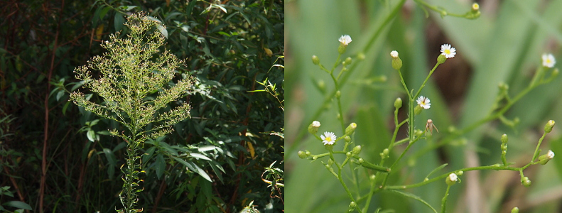 [The image on the left is a tall plant which has very short leaves growing out of a single stem. At the top is a multi-branched 